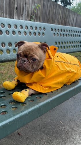 Customer photo review of Breatheshield™ Dog Raincoat - Mustard Yellow
