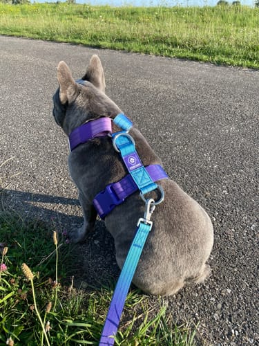 Customer photo review of Comfort Control No-Pull Dog Harness Set - 90s Retro