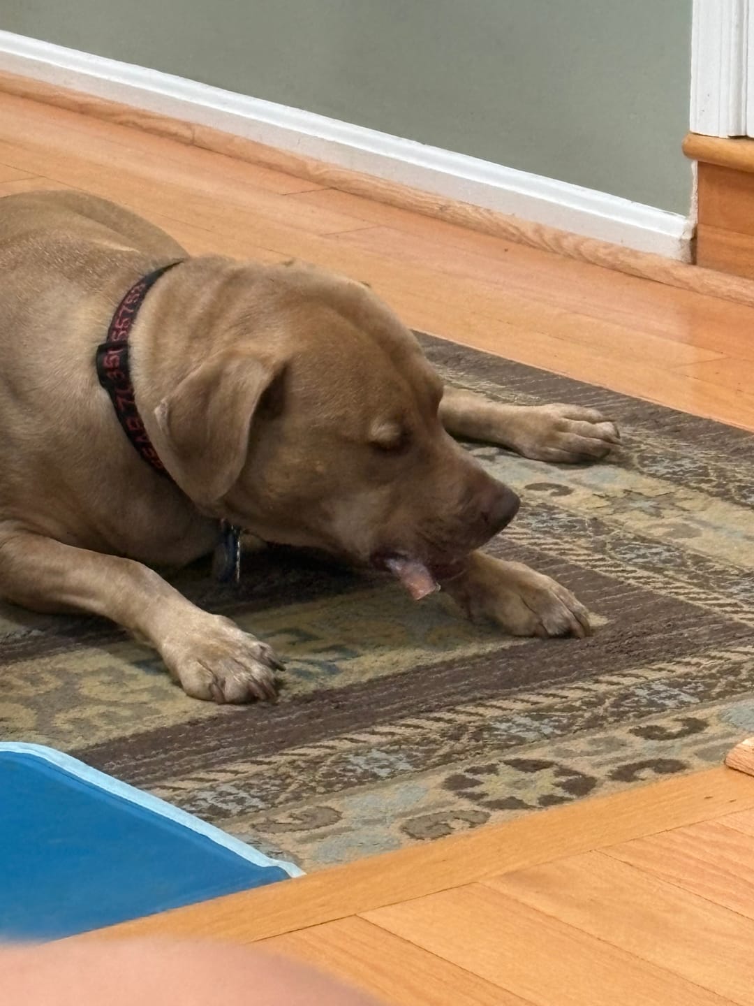 Customer photo review of 6 Inch Extra Thick Bully Sticks