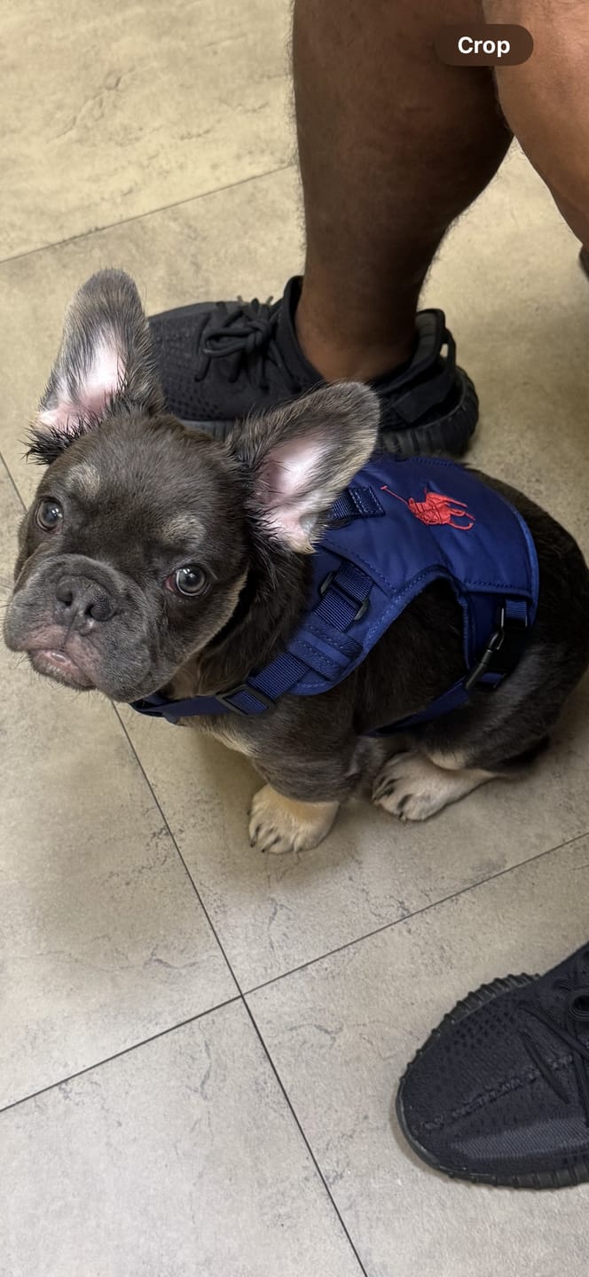 Customer photo review of Polo Ralph Lauren Nylon Dog Harness