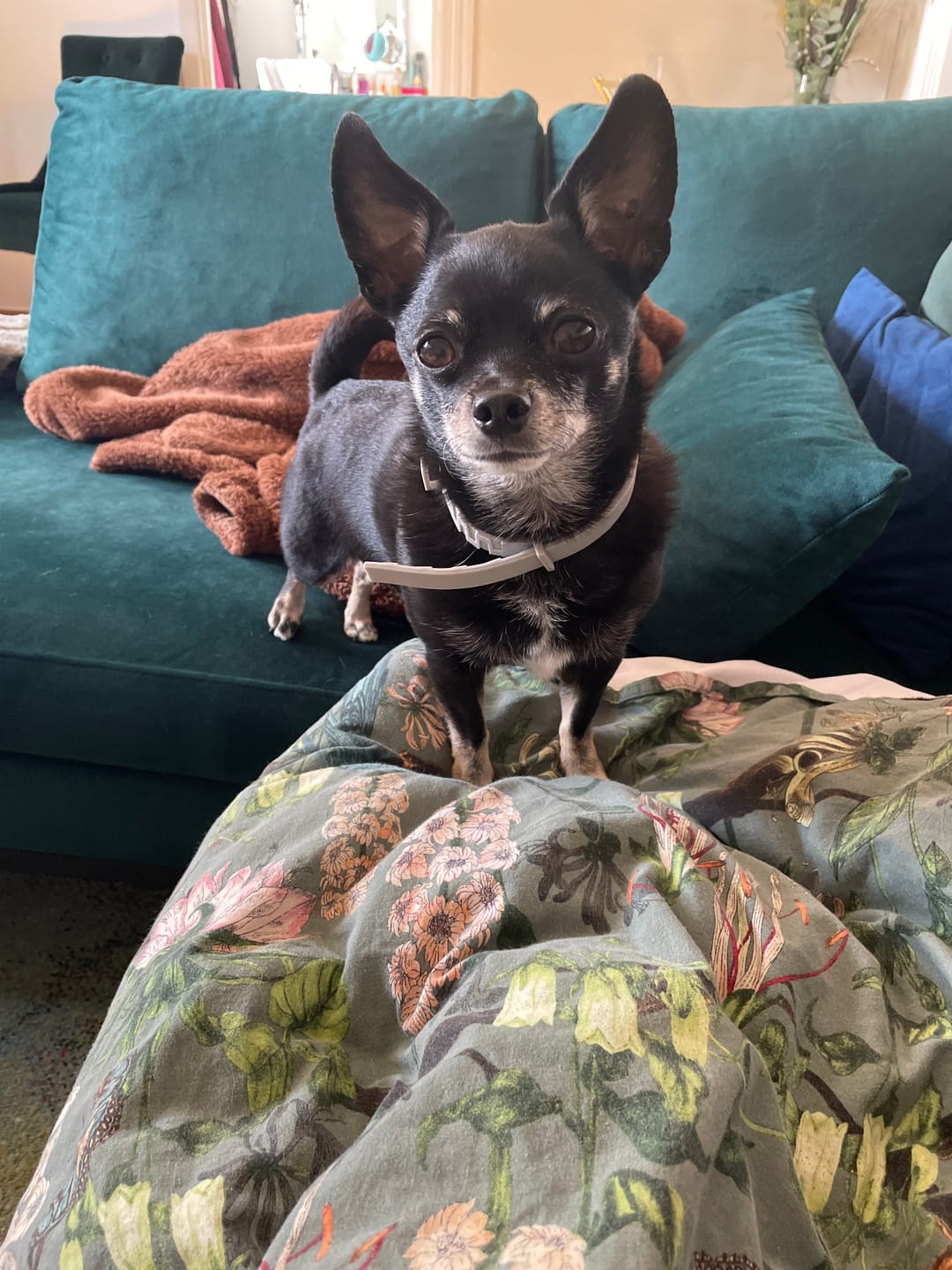 Customer photo review of Fästinghalsband för både hund & katt