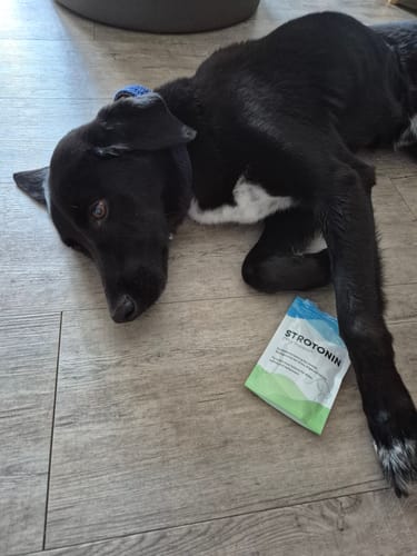 Customer photo review of Strotonin Dog Support