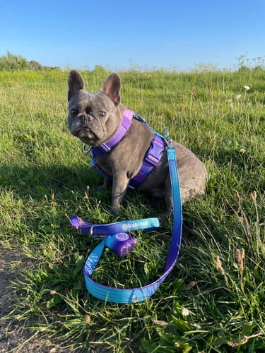 Customer photo review of Comfort Control No-Pull Dog Harness Set - 90s Retro
