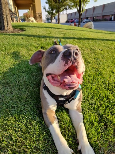 Customer photo review of No Pull Bully Proof Harness