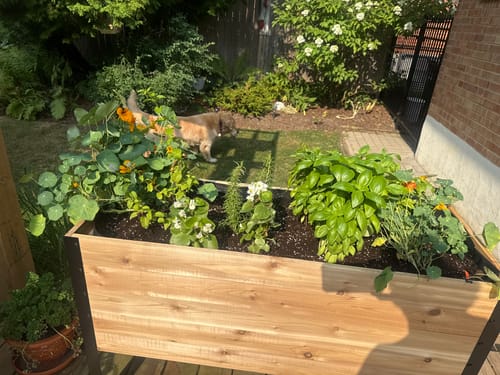 Customer photo review of 18" x 48" Raised Garden Bed - 30" TALL