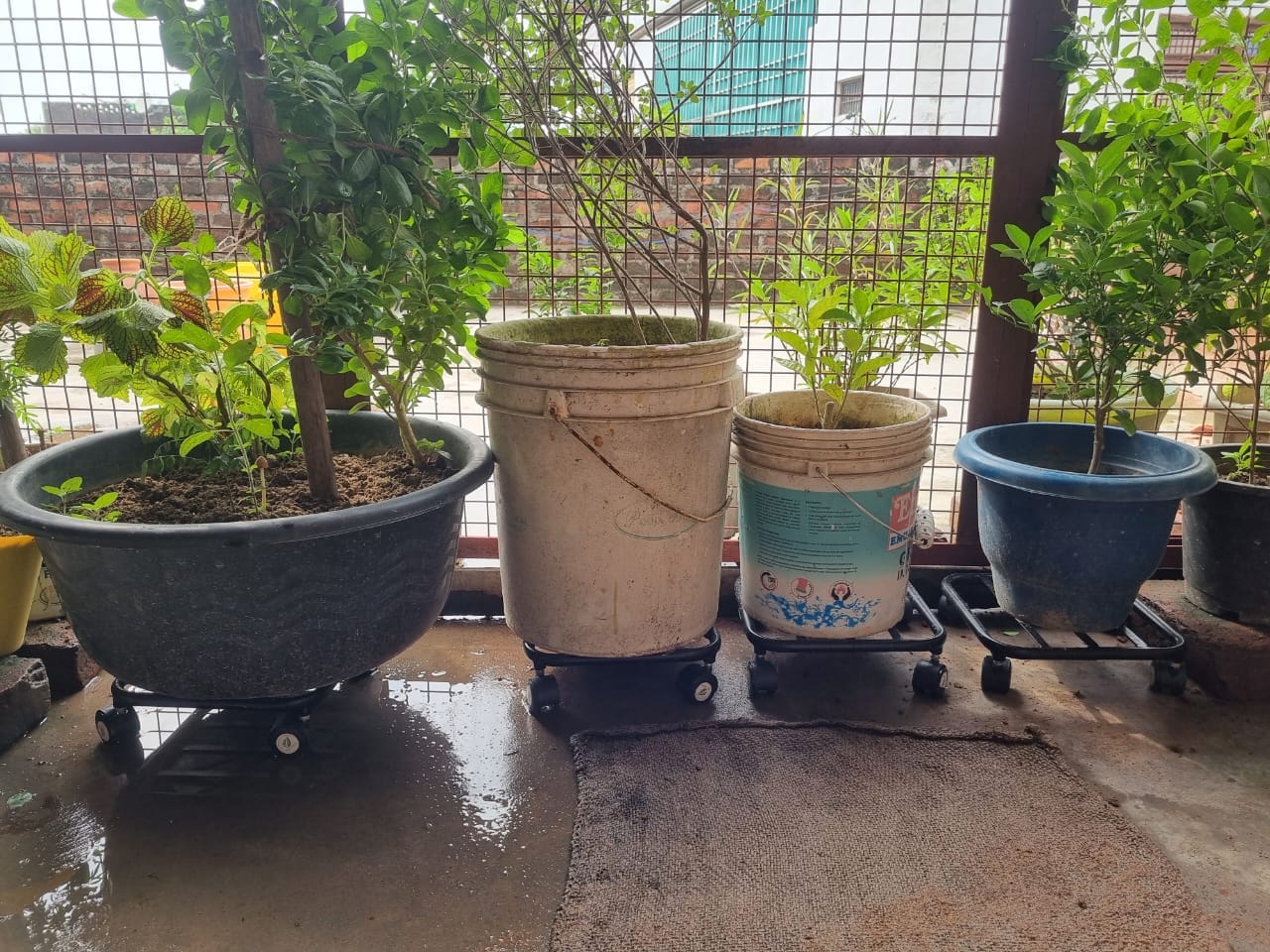 Customer photo review of TryGreen Daze Wheel Rolling Plant Stand for Planters