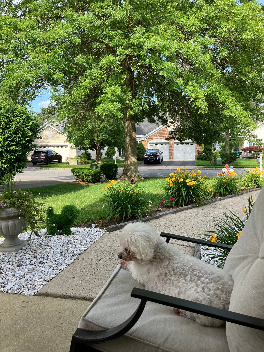 Customer photo review of Buddy Guard + Hearty Bites
