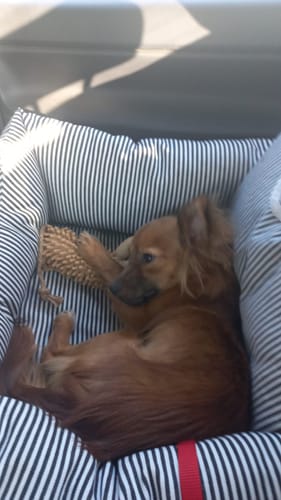 Customer photo review of Premium Hunde Autositz inkl. Sicherheitsgurt