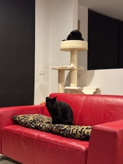 Customer photo review of Michu Luna Multi-Layer Solid Wood Cat Nest Tree