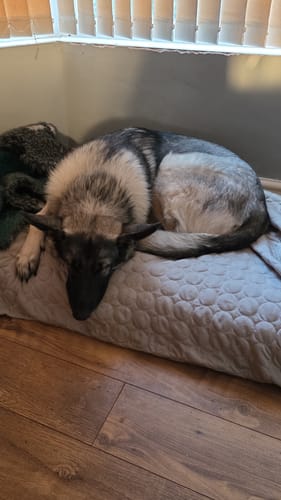 Customer photo review of The Ultimate Cooling Pet Mat