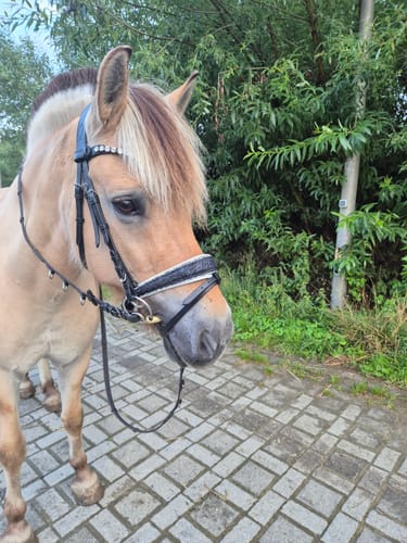 Customer photo review of Blu Fiore - Florale Eleganz trifft klassischen Komfort – deine Trense mit Wow-Effekt.