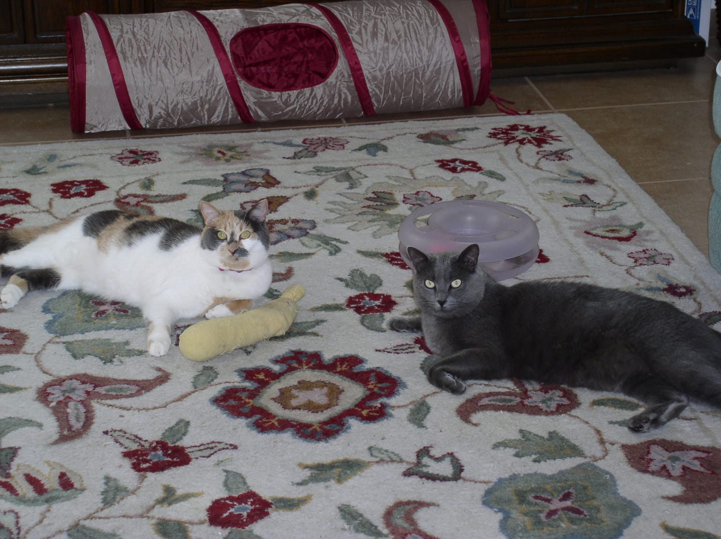 Customer photo review of Cat Dental Care & Bad Breath Remedy