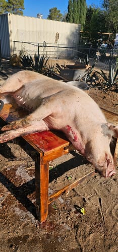 Customer photo review of THE BUTCHER KNIFE