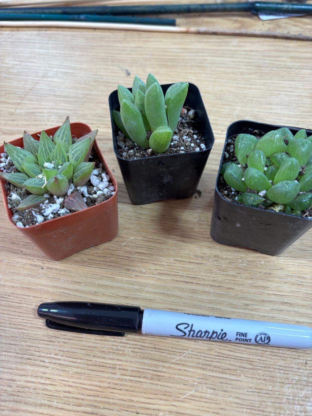 Customer photo review of Haworthia turgida var. suberecta