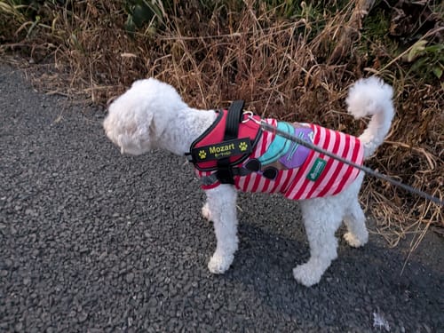 Customer photo review of FunFunPet 高機能ハーネス（お名前タグ作成サービス付き）