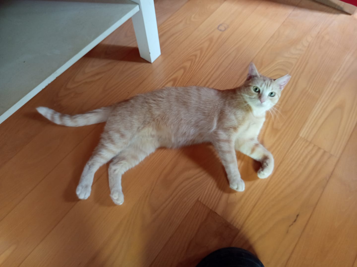 Customer photo review of Cat Adult