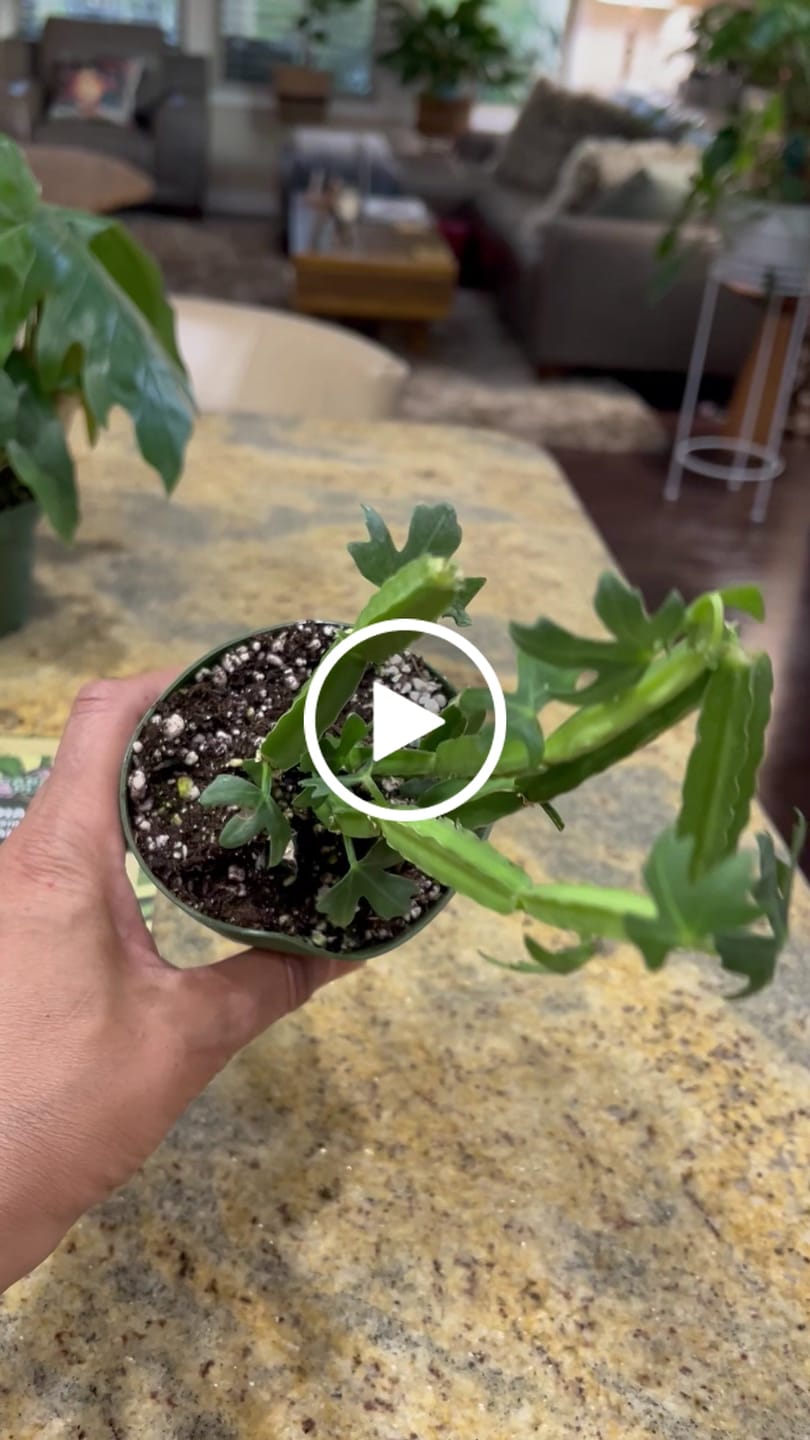 Customer video review of Cissus quadrangularis