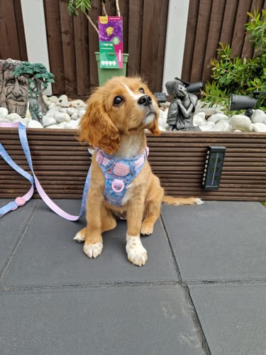 Customer photo review of Disney© Tough Trails™ Harness - Mad Hatters Tea Party