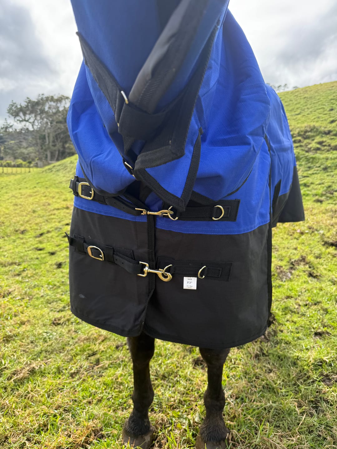 Customer photo review of NZ Tack Duke 1200D Combo