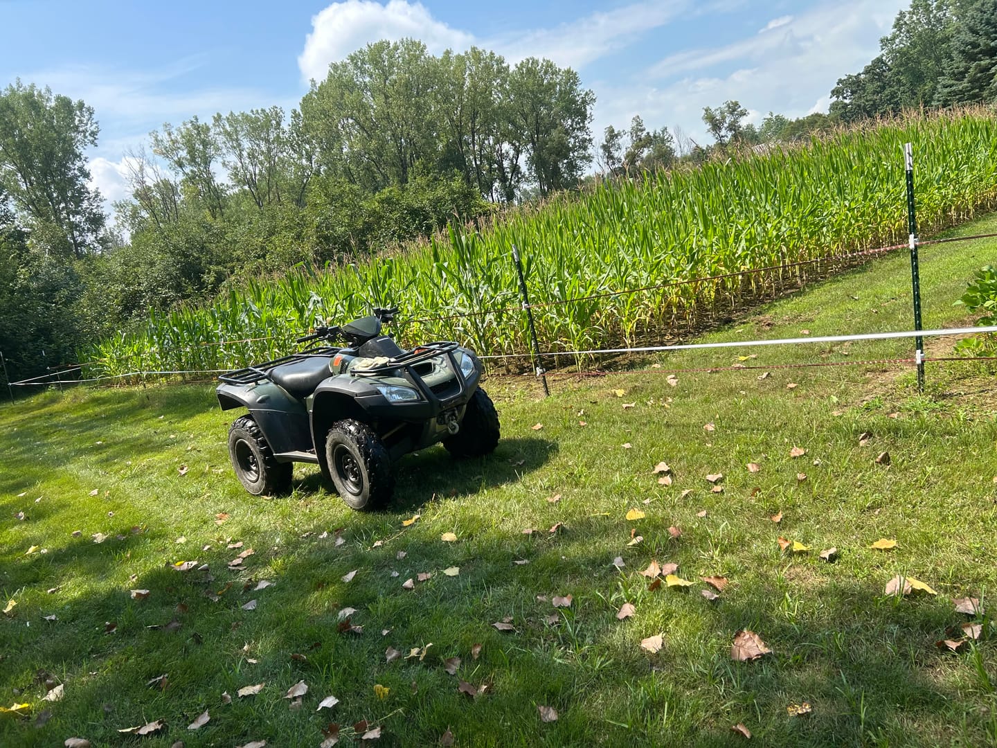 Customer photo review of Glyphosate Tolerant Wildlife Seed Corn