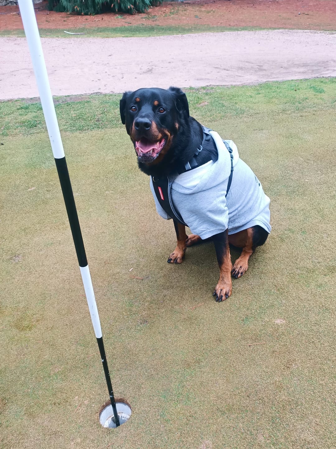 Customer photo review of Gangsta Yapper Dog Hoodie - Personalised