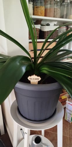 Customer photo review of Keramický zápich do květináče Vše je dobré