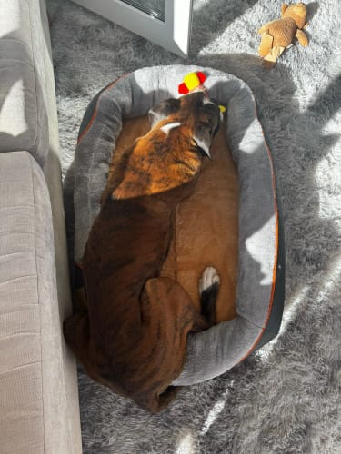 Customer photo review of Jumbo Large Orthopedic Dog Bed Memory Foam Pet Sofa Couch Waterproof Elevated Cushion Warm Puppy Bolster Couch Removable Cover