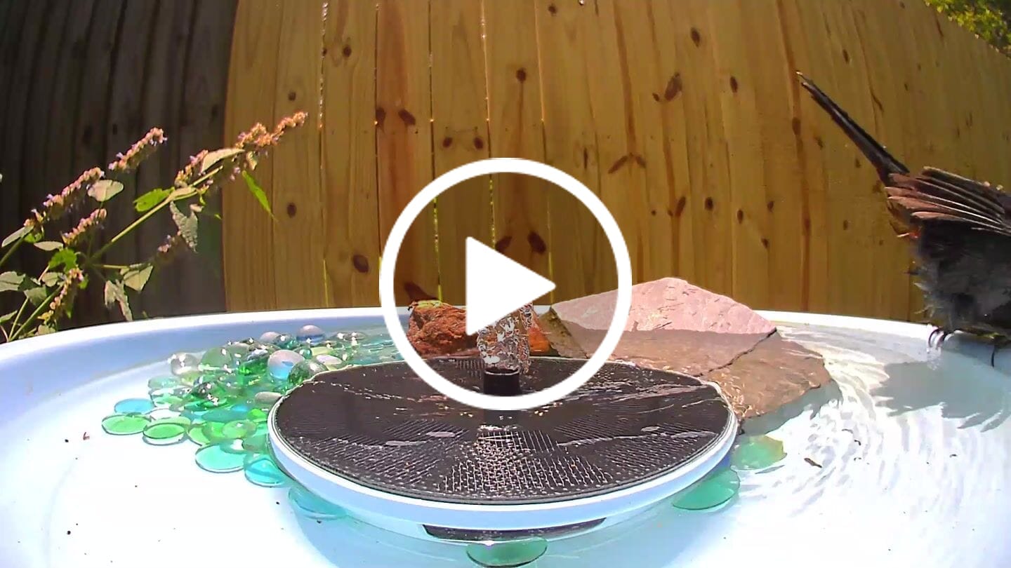 Customer video review of Birdfy Bath Pro - Smart Bird Bath with Camera