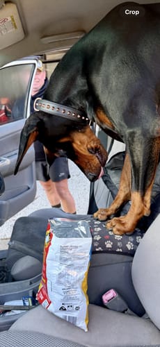 Customer photo review of Hand Made Leather Dog Collar - Ruthless Black & Rose Gold (Slim Fit)