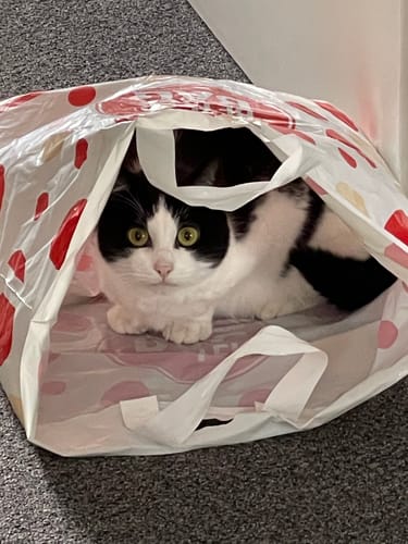 Customer photo review of 1 Month Supply - 1 Cat - One-Time Purchase