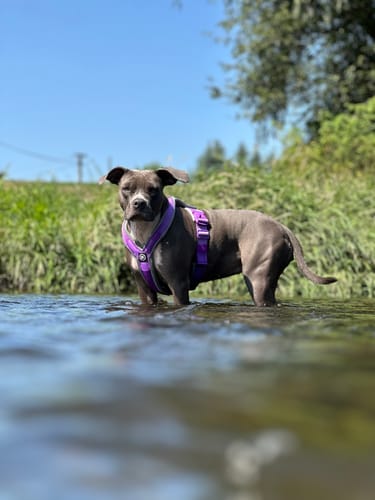 Customer photo review of Slip on Harness | Foam Padded - Purple x Metal Grey