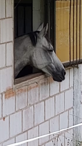 Customer photo review of Strotonin Horse Support