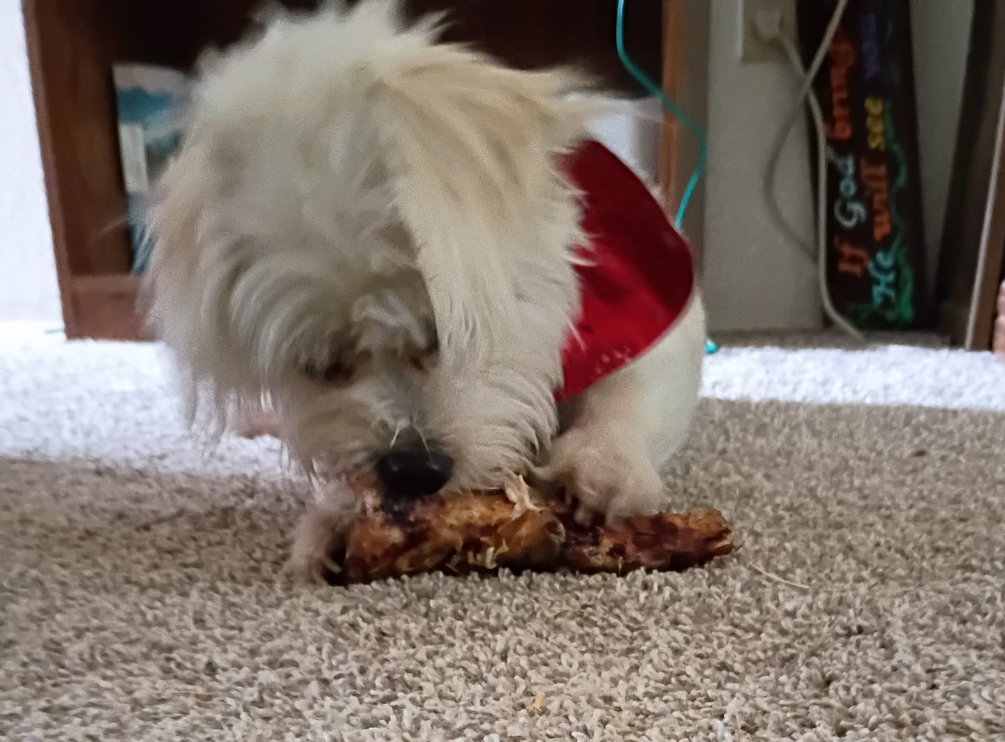 Customer photo review of Ostrich Shaft Bones (11" x 2"): The Long-Lasting, Flavorful Chew for Medium to Large Dogs