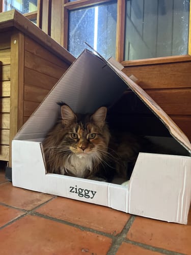 Avis photo d'un client sur Croquettes Maine Coon Stérilisé Sans Céréales - Poulet