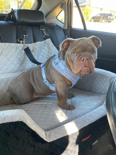 Customer photo review of Pawz Dog Car Booster Seat Belt Safety Protector Pet Travel Bed Basket Washable