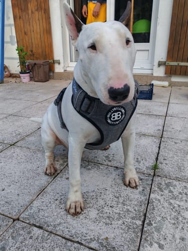 Customer photo review of Premium Comfort Herringbone Harness | Non Restrictive - Stone Grey