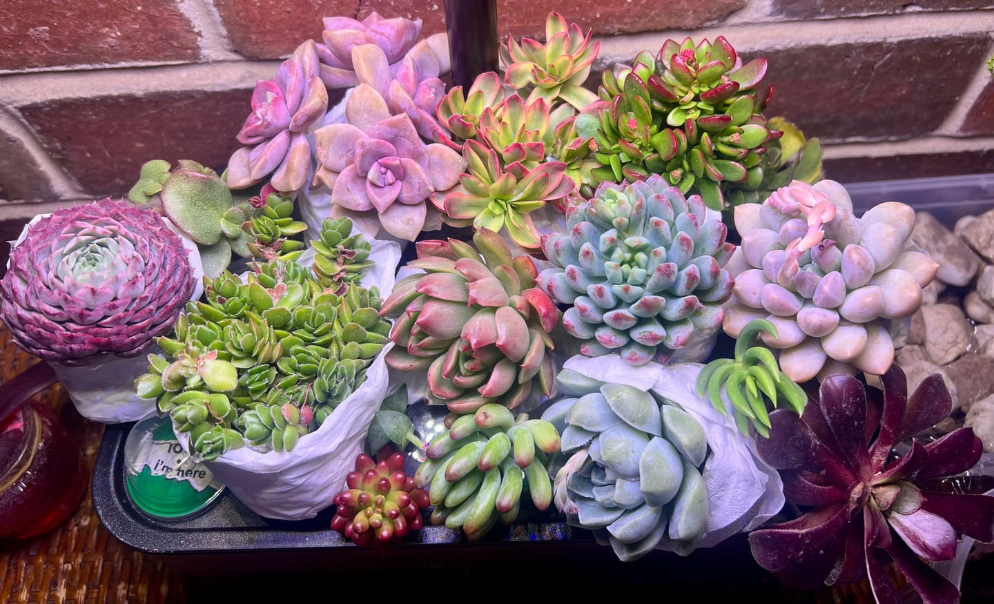 Customer photo review of Bulk Mixed Succulent Value Packs