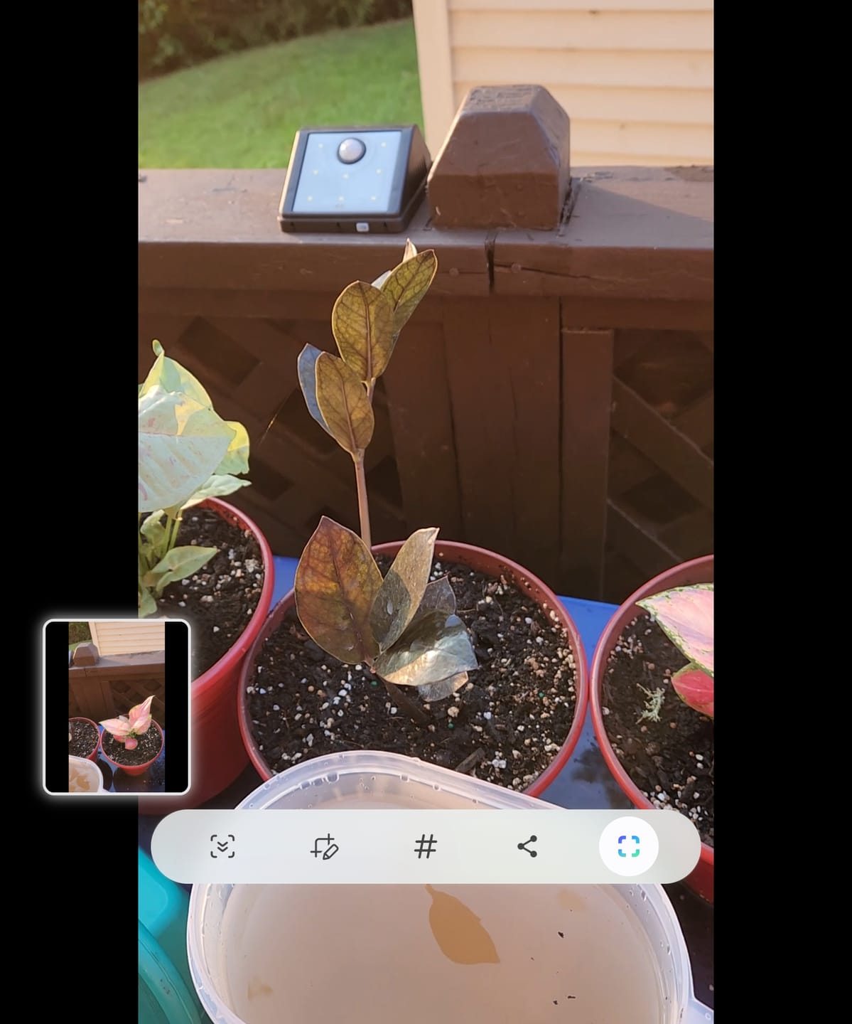 Customer photo review of Raven ZZ plant | Indoor Live Zamioculcas Zamiifolia Raven Plant | Rare Indoor Plant | Zansibar gem | Black ZZ Plant