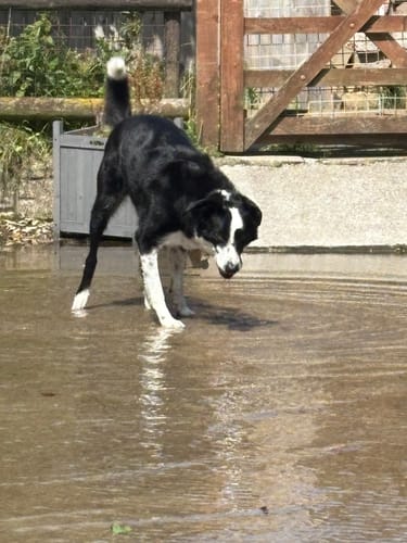 Kelly W. review of Dog Coat With Zip - Shower Proof - Olive Green image 1 out of 5