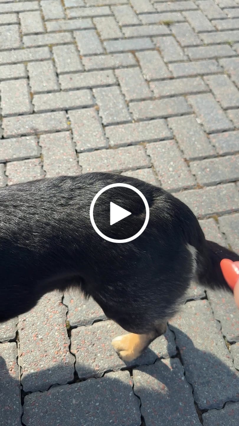 Customer video review of Flea & Tick Spray with Neem Oil for Dogs & Cats