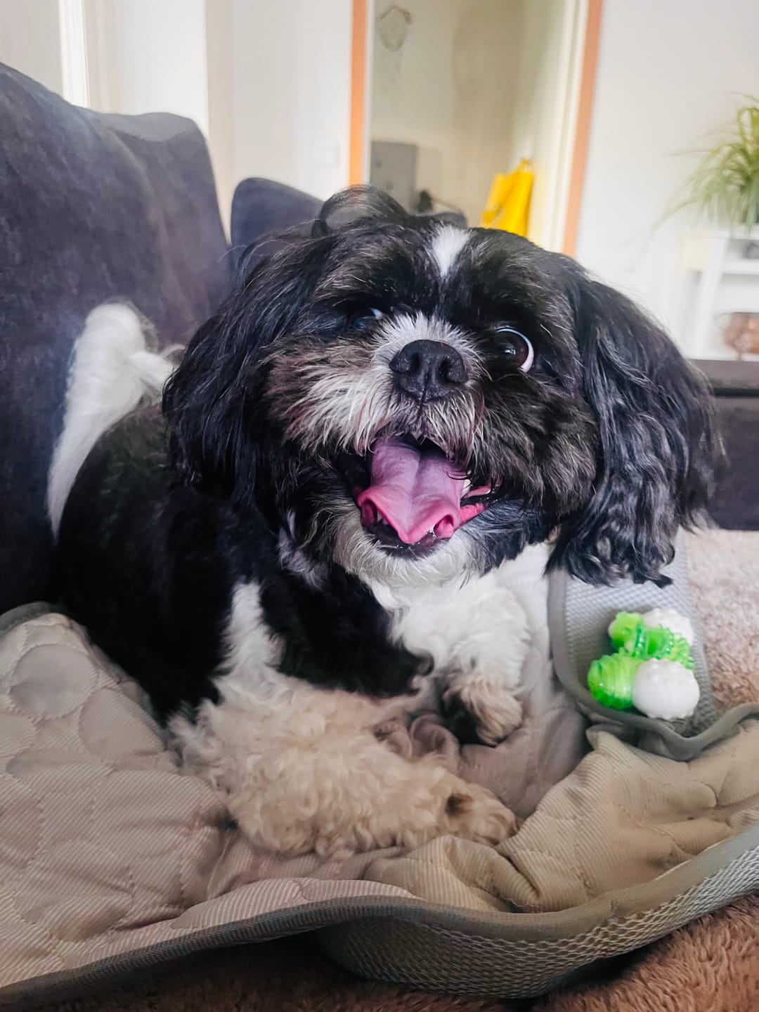 Customer photo review of Exklusiv Kylfilt för Hund & Katt – Sval Komfort i Elegant Design
