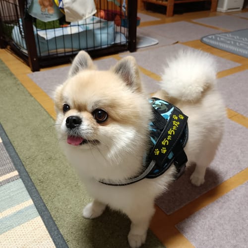 Customer photo review of FunFunPet 高機能ハーネス（お名前タグ作成サービス付き）