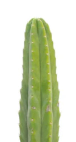 Customer photo review of San Pedro Cactus | Trichocereus (Echinopsis) Pachanoi