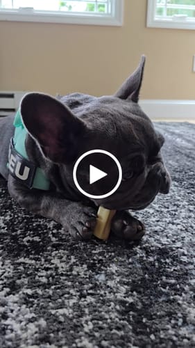 Customer video review of 4-Stick Yak Chew Pack – Mint, Banana, Strawberry & Pumpkin