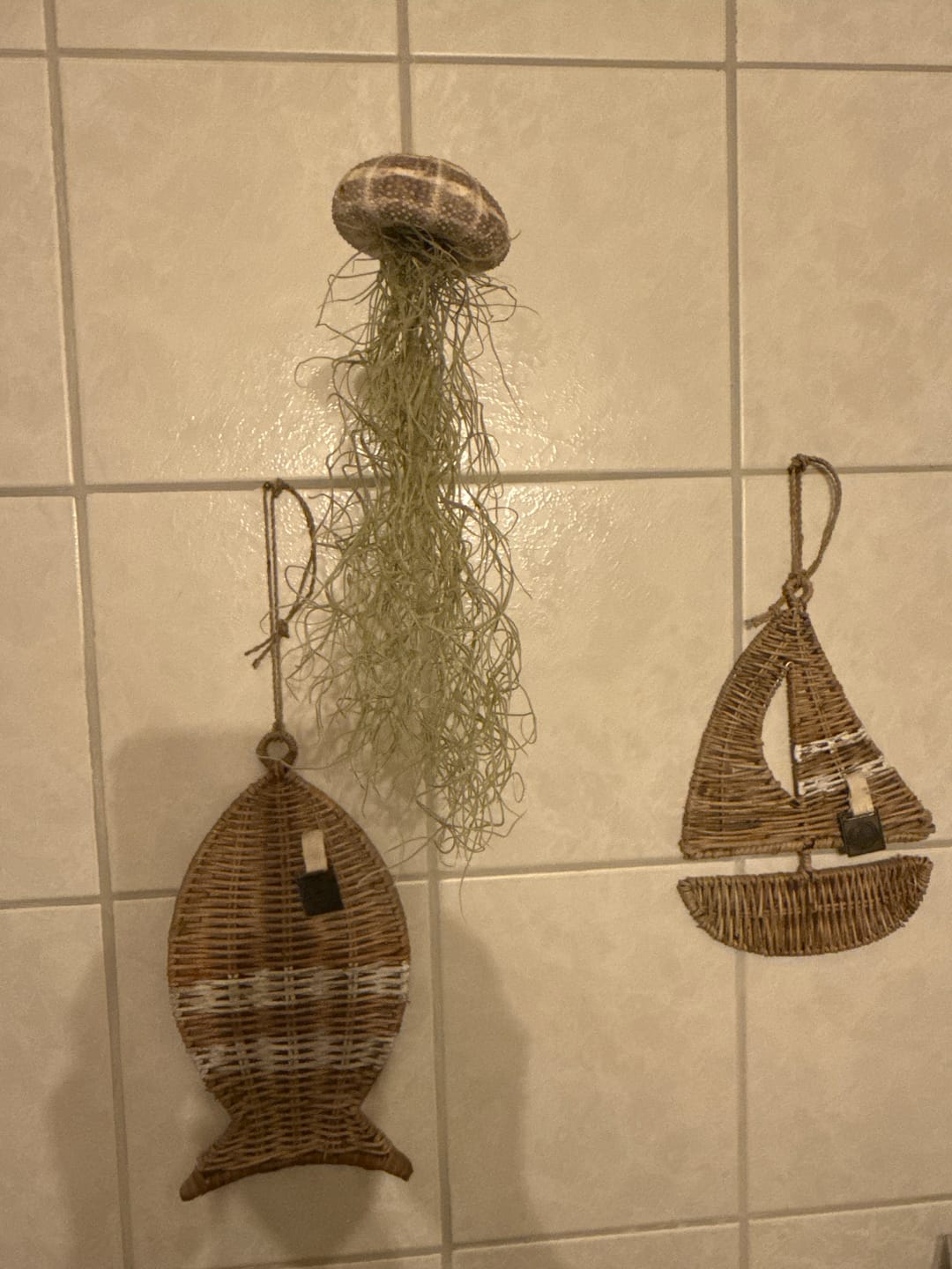 Customer photo review of Tillandsien Qualle