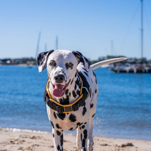 Customer photo review of Rogz AirTech Sport Harness