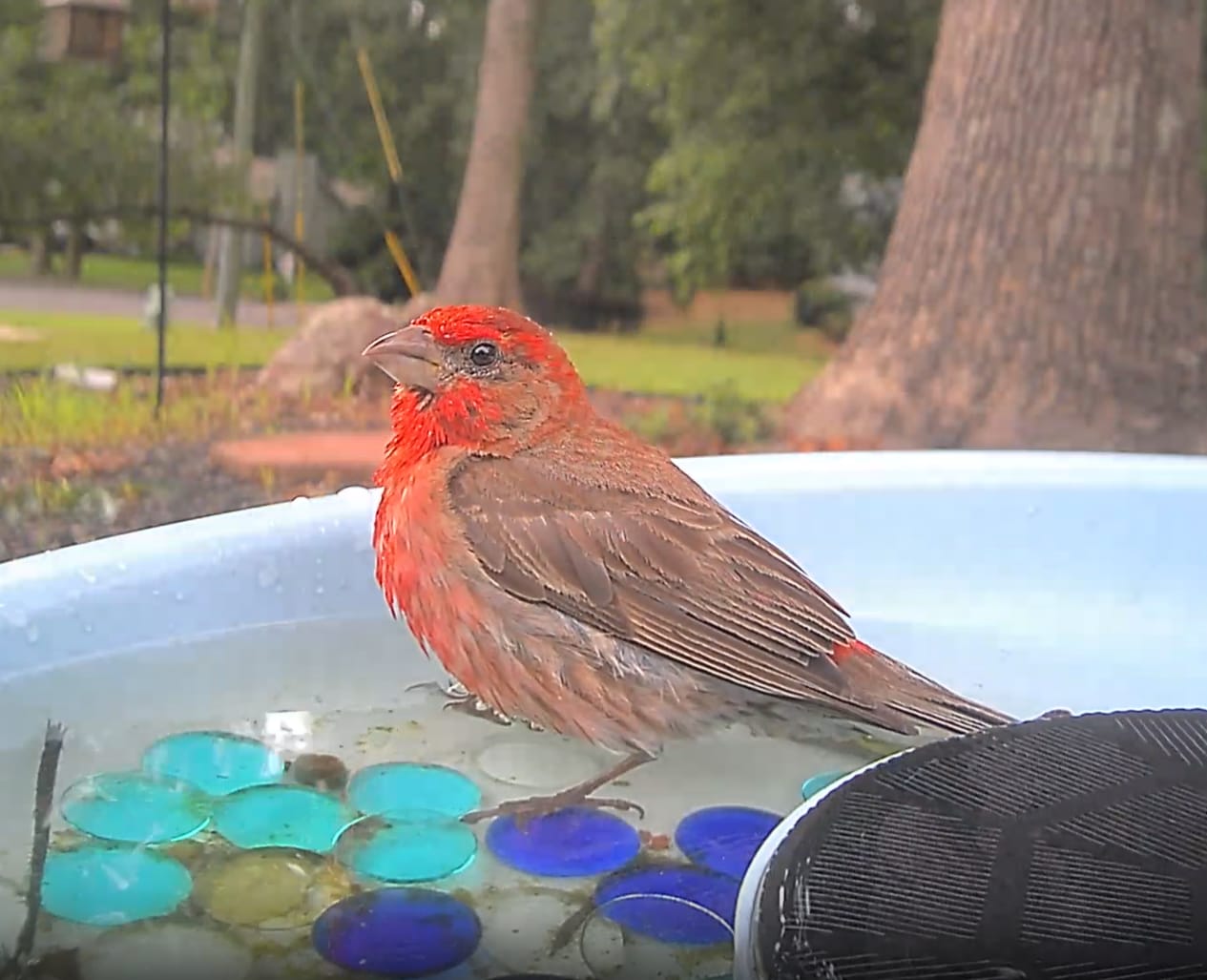 Customer photo review of Birdfy Bath Pro - Smart Bird Bath with Camera