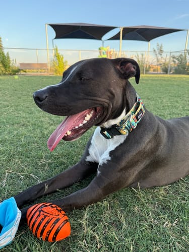 Customer photo review of Hilosaurus Martingale Collar