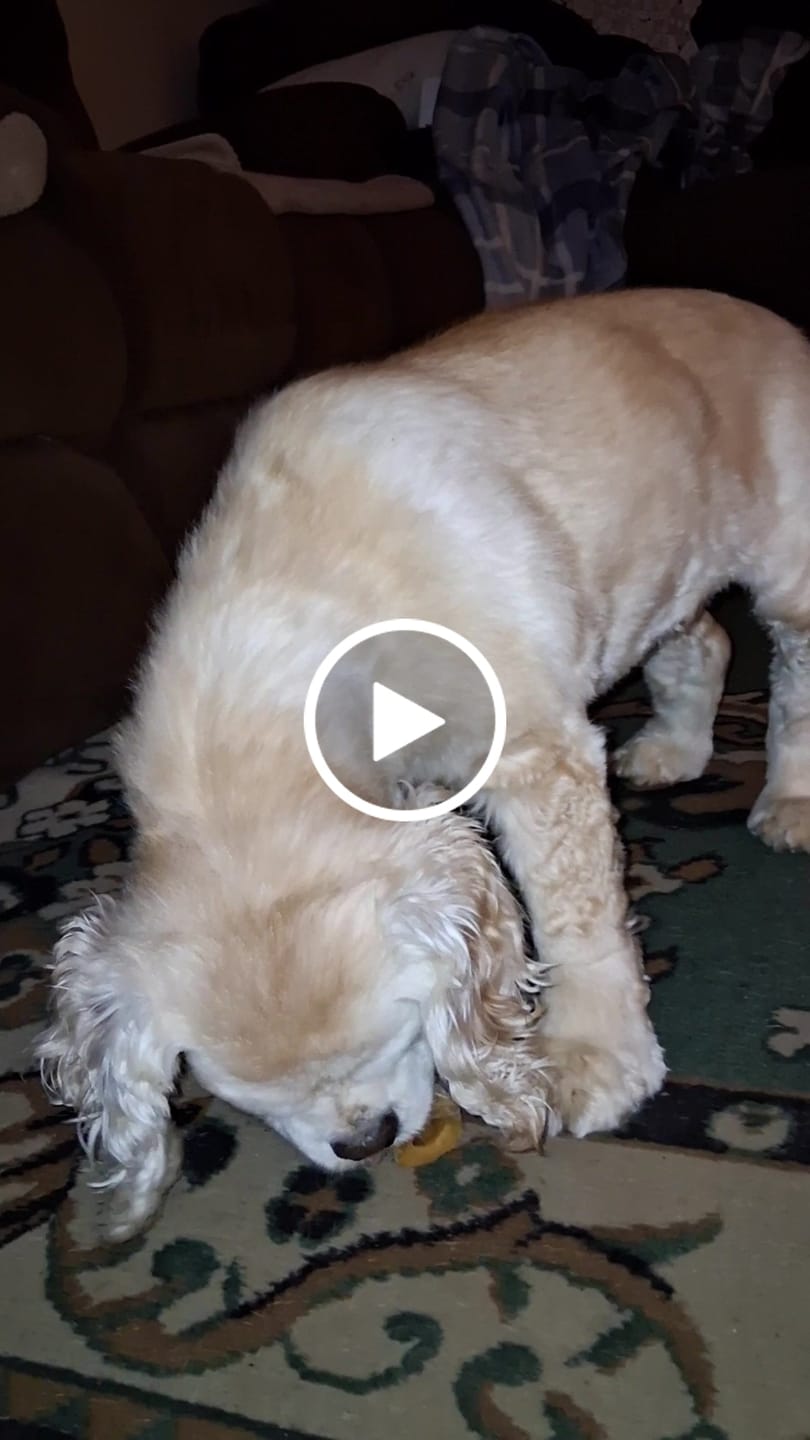 Customer video review of Ostrich Chunky Bones (4" x 2" - 2 Pack): The Long-Lasting, Flavor-Packed Bones for Small to Medium Dogs