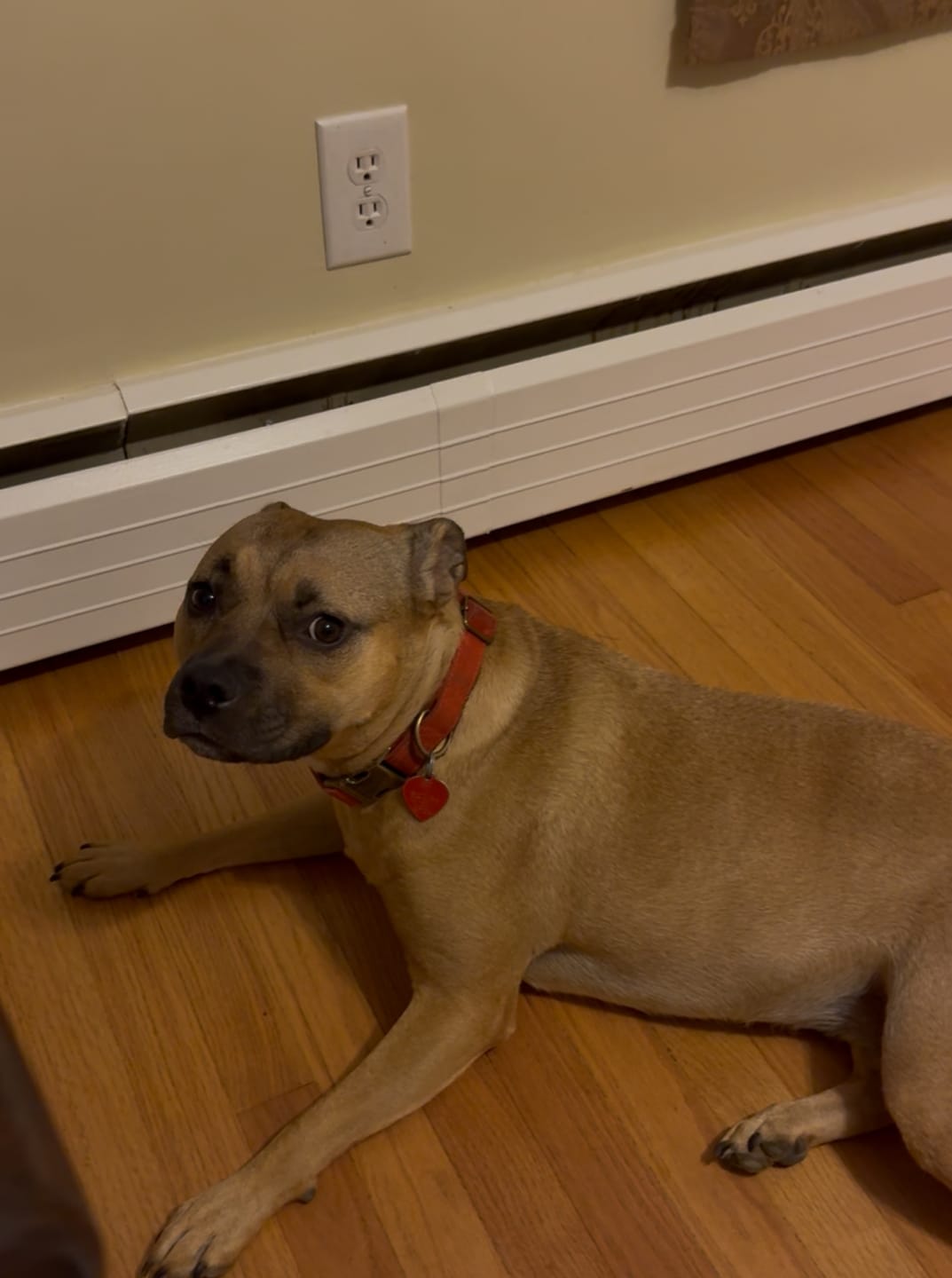 Customer photo review of Leather Dog Collar with Rustic Buckle